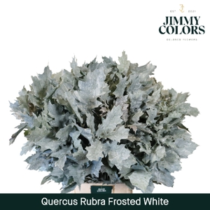 Quercus Rubra L80 Klbh. Frost White