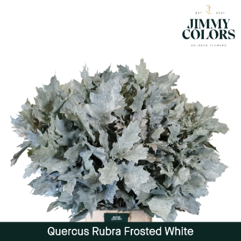 <h4>Quercus Rubra L80 Klbh. Frost White</h4>