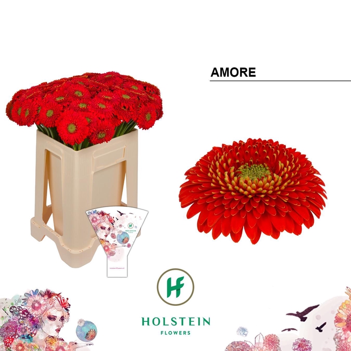 <h4>Germini Pomponi Amore Water/Hoes x80</h4>