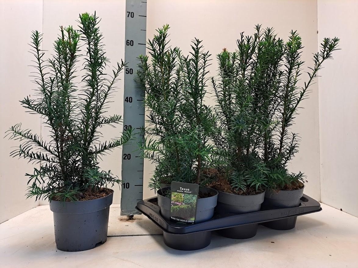 <h4>Taxus media 'Hicksii' C2</h4>