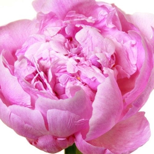 PAEONIA SARAH BERNARDT (D)