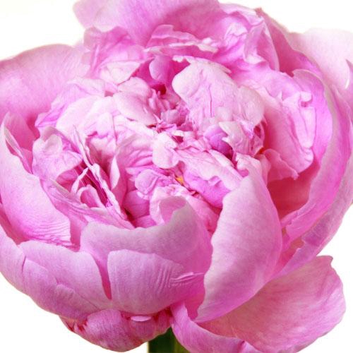 <h4>PAEONIA SARAH BERNARDT (D)</h4>