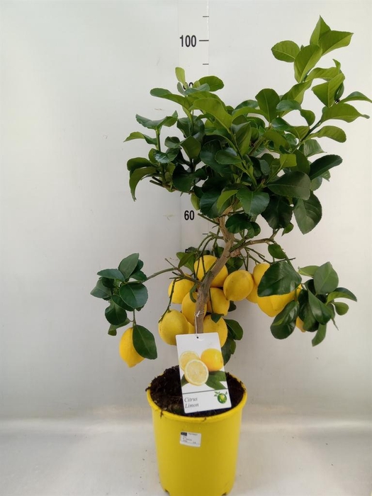 <h4>Citrus   ...</h4>