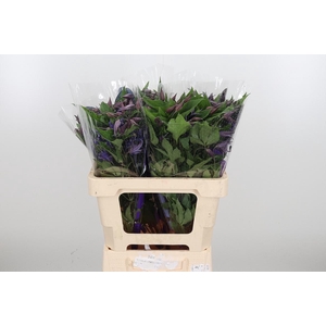 Clem Di Bl Pirouette