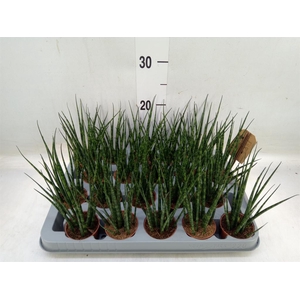 Sansevieria  'Fernwood'