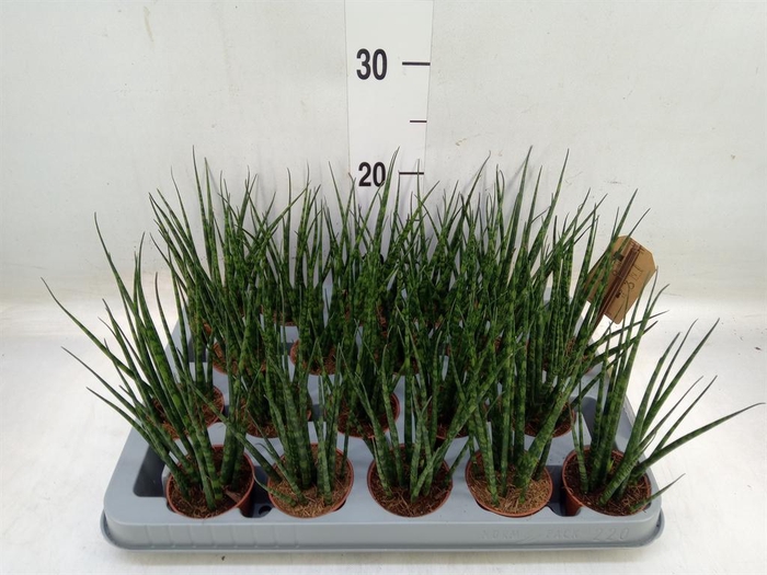 <h4>Sansevieria 'Fernwood'</h4>