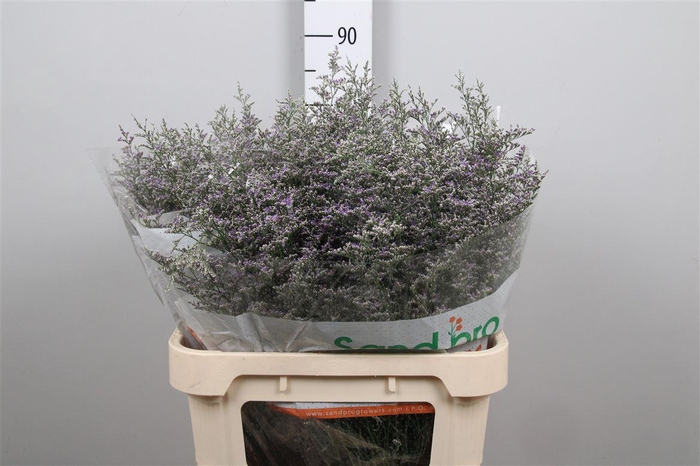 <h4>Lim Misty Blue</h4>