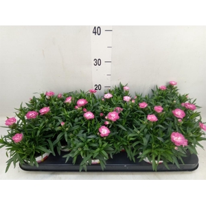 Dianthus  'Oscar Pink Star'
