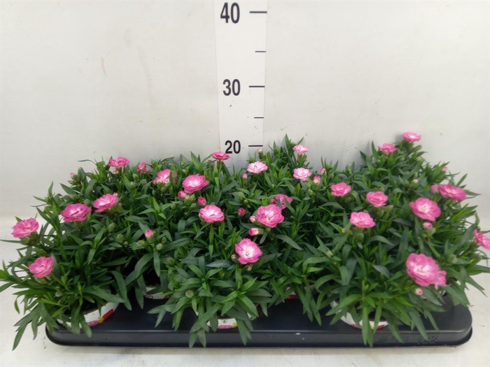 <h4>Dianthus  'Oscar Pink Star'</h4>