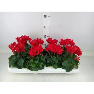 Cyclamen KL 'Compact'