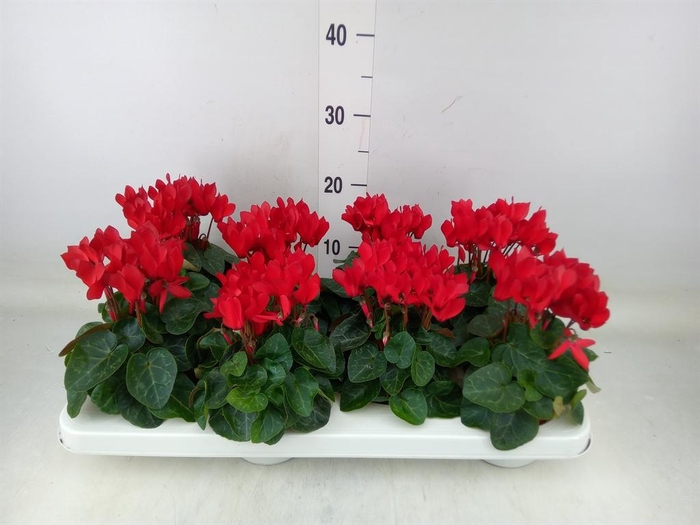 <h4>Cyclamen KL 'Compact'</h4>