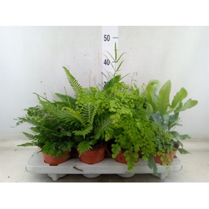 Ferns   ...mix
