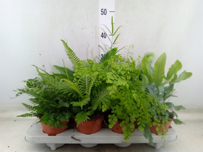 <h4>Ferns   ...mix</h4>