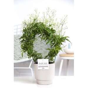 Jasminum Poly. ( 200+ knop) in P&PURE Ivy ceramics shiny white