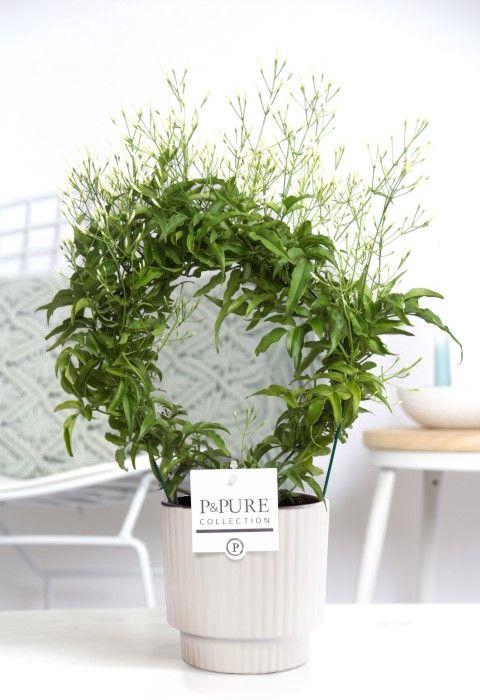 <h4>Jasminum Poly. ( 200+ knop) in P&PURE Ivy ceramics shiny white</h4>