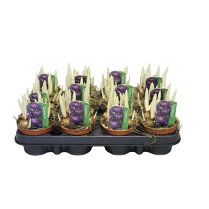 Bol op pot Crocus Flower record (Blauw)