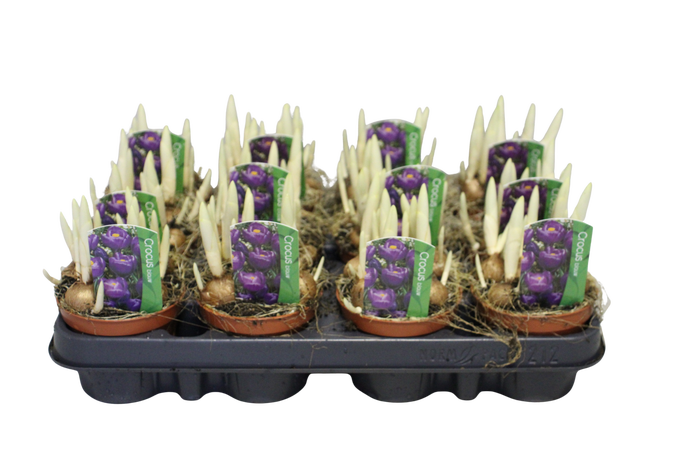 Bol op pot Crocus Flower record (Blauw)