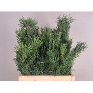 Pinus Mugo Bs 500g