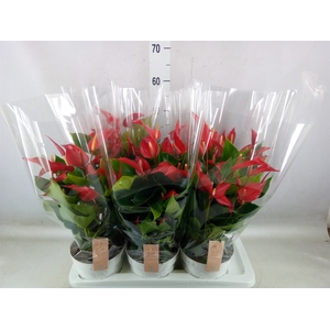 Anthurium  'Banderola Roja'