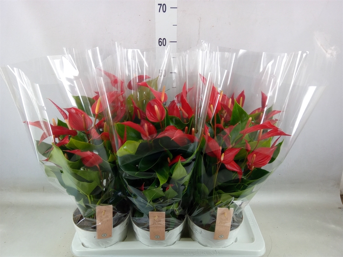 <h4>Anthurium  'Banderola Roja'</h4>