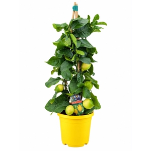 Citrus lemon piramide