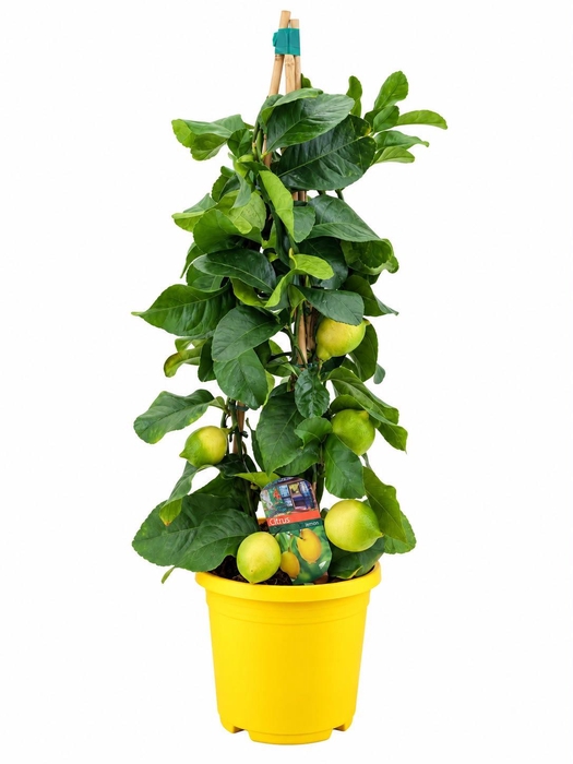 <h4>Citrus lemon piramide</h4>
