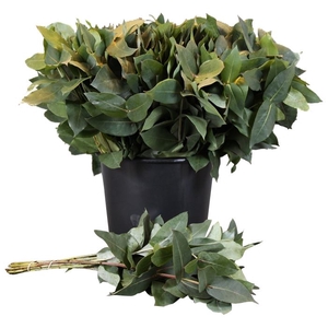 EUC. ROBUSTA VERTAKT