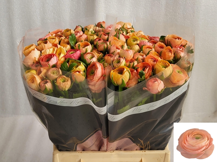 <h4>RAN EL SALMON</h4>