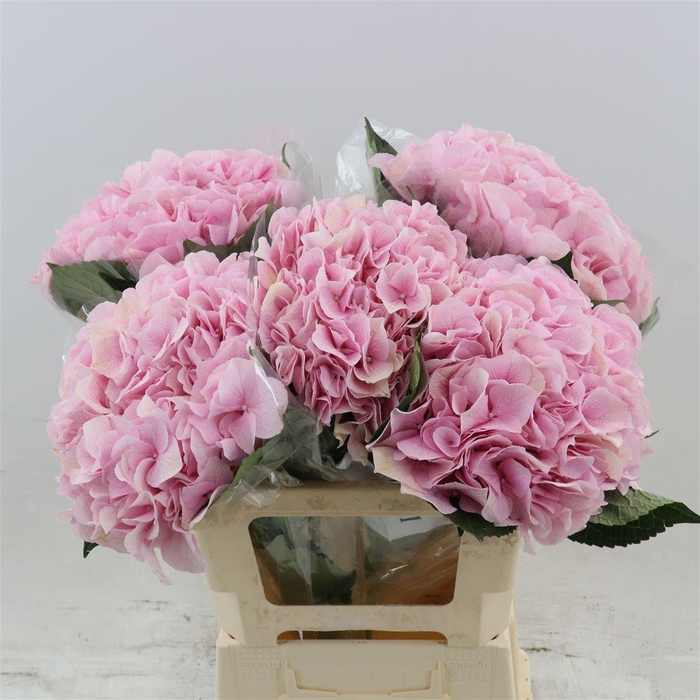 Hydrabloom Pink Progress