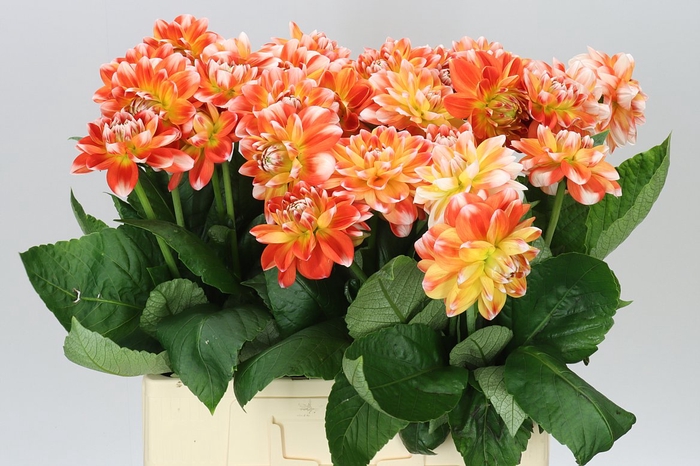 <h4>Dahlia Hapet Harmony</h4>