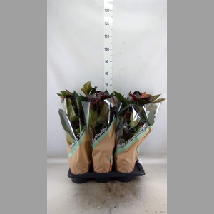 Anthurium andr. 'Beauty Black'