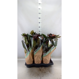 Anthurium andr. 'Beauty Black'