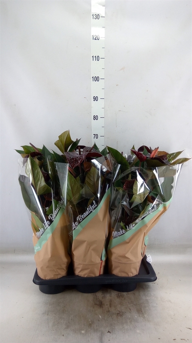 <h4>Anthurium andr. 'Beauty Black'</h4>
