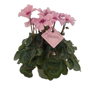 Cyclamen Illusia