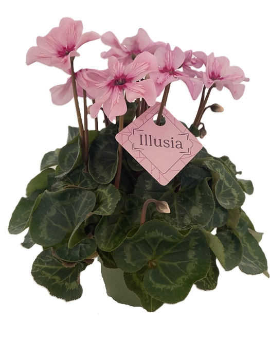 <h4>Cyclamen Illusia</h4>