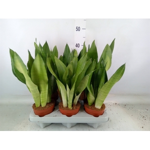 Sansevieria trifa. 'Moonshine'