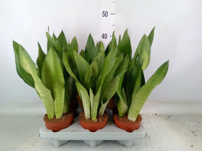 <h4>Sansevieria trifa. 'Moonshine'</h4>
