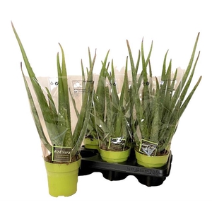 ALOE VERA