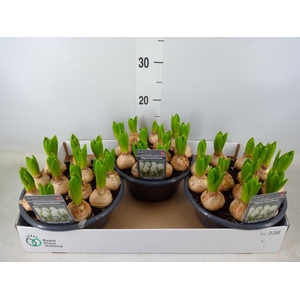 Hyacinthus orie. 'Pearl White'