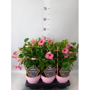Mandevilla am. 'Sundav Flaming Pk'
