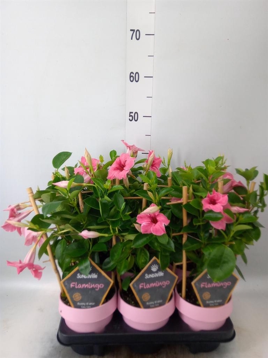 <h4>Mandevilla am. 'Sundav Flaming Pk'</h4>