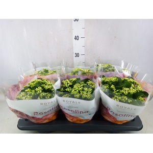 Kalanchoe blos. 'RosDon Dione'