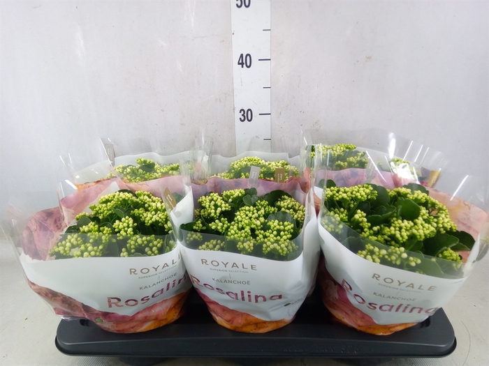<h4>Kalanchoe blos. 'RosDon Dione'</h4>