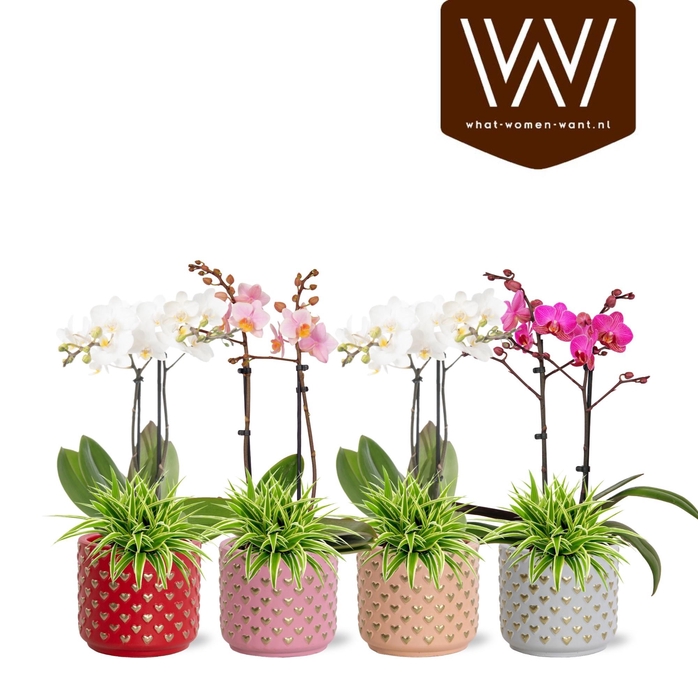 <h4>Collectie "Sympathetic Moods" - Arrangement in pot Kaya</h4>