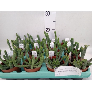 Euphorbia   ...