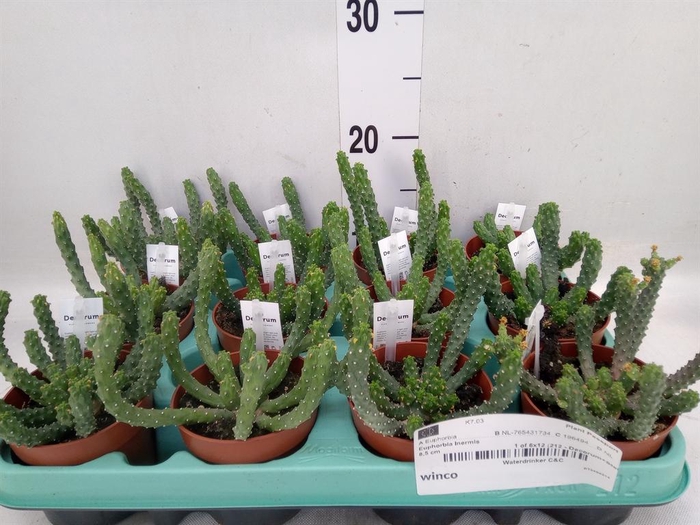 <h4>Euphorbia   ...</h4>