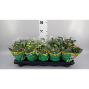 Kalanchoe blos.   ..rosebud mix  5