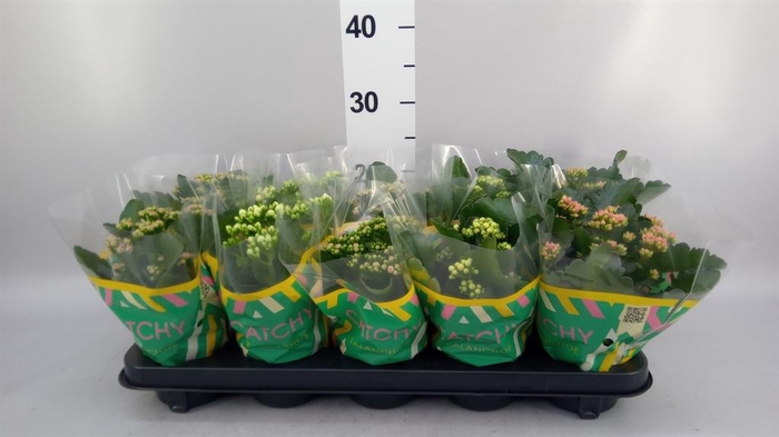 <h4>Kalanchoe blos.   ..rosebud mix  5</h4>