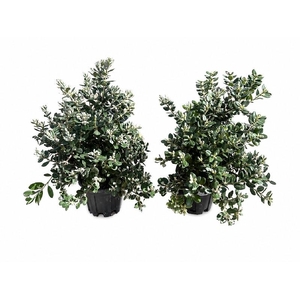 Metrosideros Excelsa