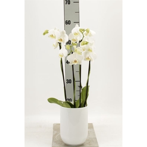 Phalaenopsis   ...white